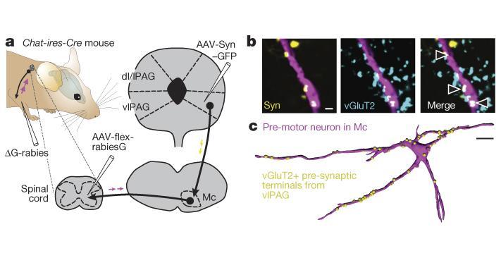 A MOTOROS KIVITELEZÉS PÁLYÁJÁNAK IGAZOLÁSA Mc: magnocellular nucleus of the medulla