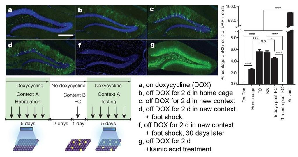 A CHR2 AKTIVITÁS-FÜGGŐ KIFEJEZŐDÉSE Liu X et al.