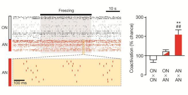 A PROJEKCIÓS NEURONOK EGY RÉSZE MEGDERMEDÉS ALATT FÁZISOSAN TÜZEL (ASSEMBLY NEURONOK) Dejean et