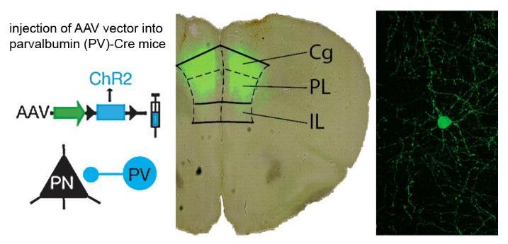 MEDIÁLIS PREFRONTÁLIS NEURONOK GÁTLÁSA GÁTLÓ INTERNEURONOK SERKENTÉSÉVEL Dejean et al.