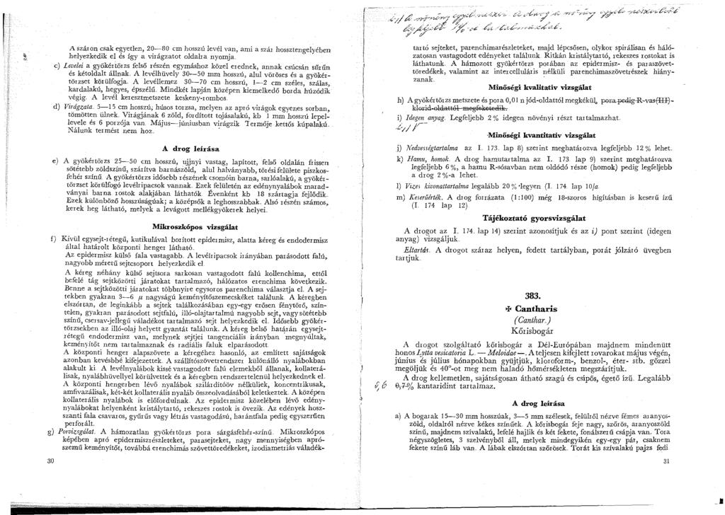 A száron csak egyetlen, 20-80 cm hosszú levél van, ami a szár hossztengelyében helyezkedik el és így a v"irágzatot oldalra nyomja. c) L.