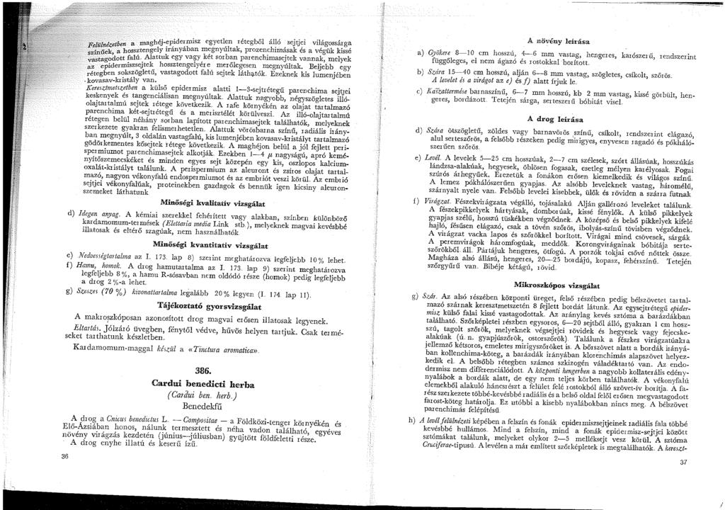 .., -- aghéj-epidermisz egyetlen rétegből álló sejtjei világossárga Fcfu~ne~et:e~o:sz:-ngely irányában megnyúltak, prozenchimásak és a végük kissé sz.
