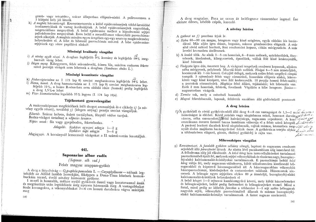 görhb- vagy tetiaéde-, száraz állapotban ellipszis-alakú.