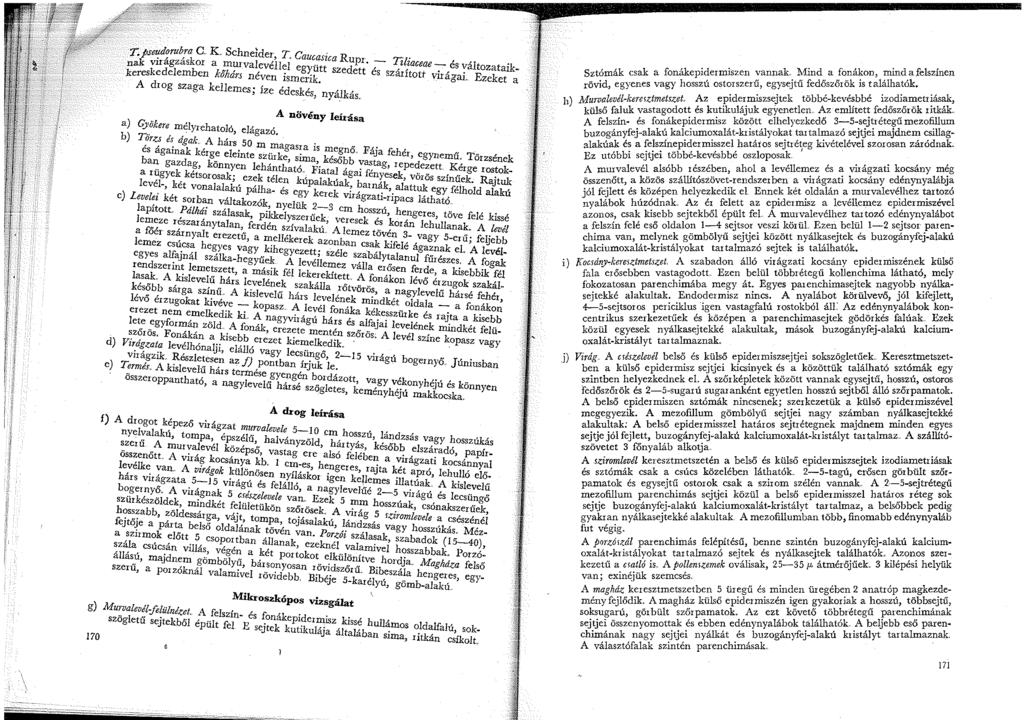 T. pseudorubra G. K Schneider T,., ak. k, vaucaszca Rupr y, z n vu agzas or a murvalevéllel.. - z zaceae - és változ t "k kereskedelemben kőhán néven. eg)'.