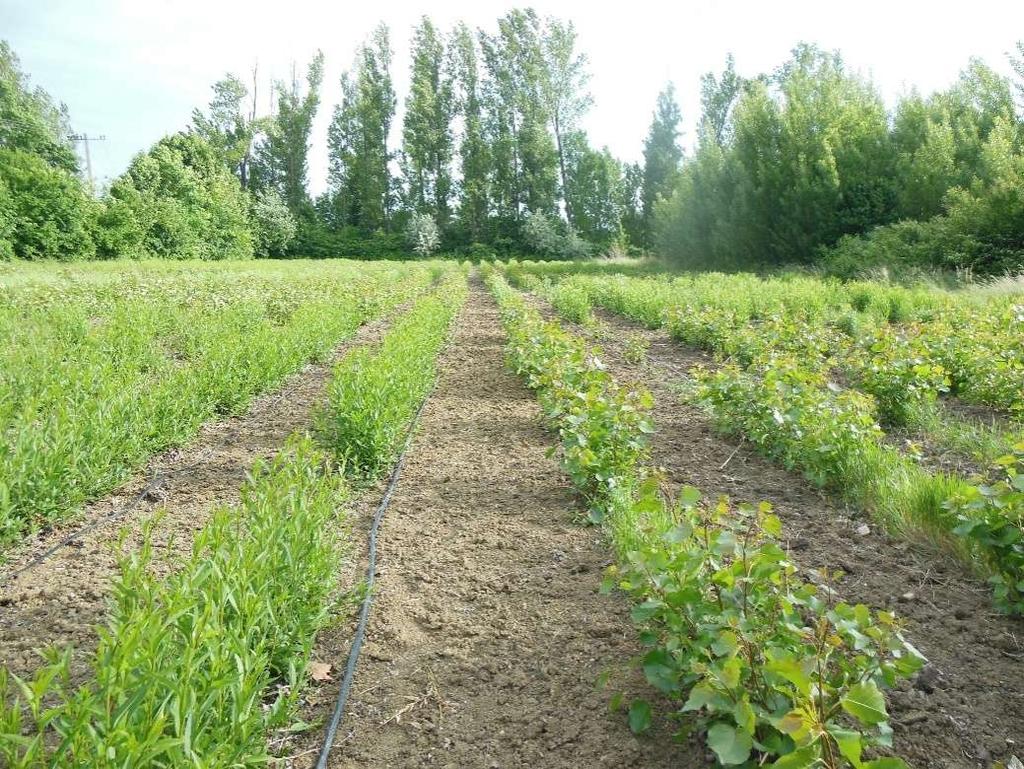 5. melléklet.