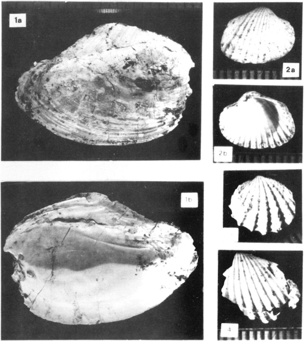 2. Lymnocardium?n. sp. aff. vicinum (FUCHS) (Kötcse 120) x3 Fig. 3.