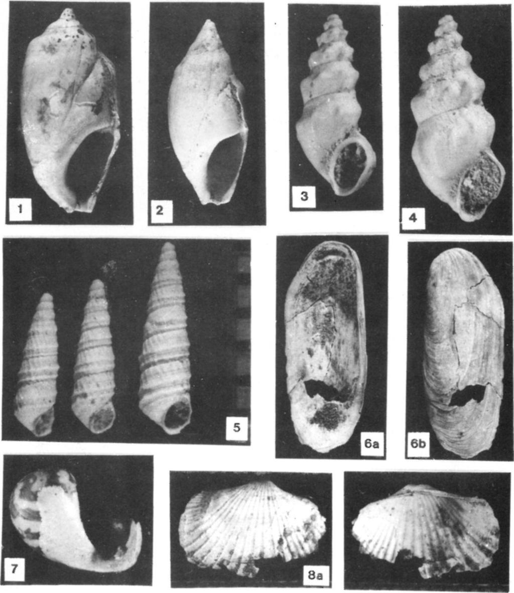 Micromelania monilifera BRUSINA (Kötcse 120) x8 Fig. 6.