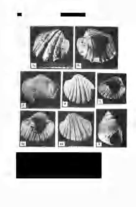 36 Földtani Közlöny 122/1 3. tábla. Plate 3 Fig. 1. Lymnocardium parazujovici STEVANOVIC (Kötcse 120) xl Fig.