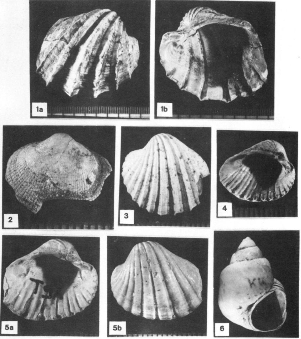 Lymnocardium vicinum (FUCHS) (Kötcse 120) x2 Figs. 4, 5.