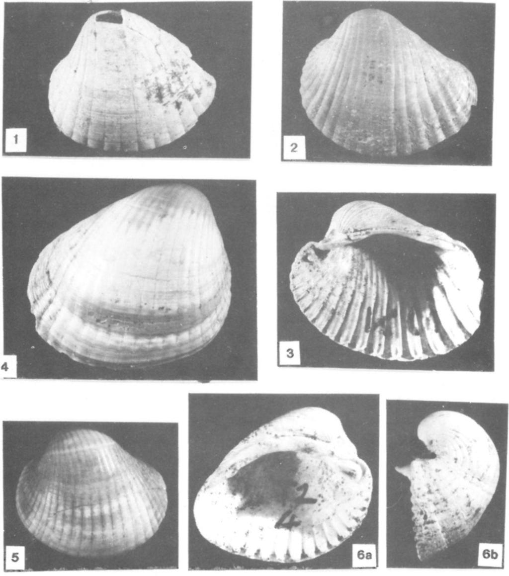 Prosodacnomya dainellii (BRUSINA) (railroad cut III) x2