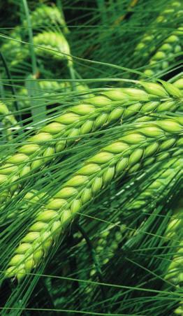 ŐSZI ÁRPA AZ ÁRPA SOKRÉTŰ DIÉTÁS ROSTJA Az árpa (Hordeum vulgare) az egyik legkorábban termesztésbe vont gabonafajaink közé tartozik, melyet az ősi időkben széleskörben használtak kenyér készítésére.