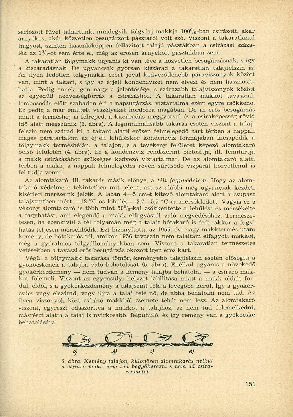 sarlózott fűvel takartunk, mindegyik tölgyfaj makkja 100%-ban csírázott, akár árnyékos, akár közvetlen besugárzott pasztáról volt szó.
