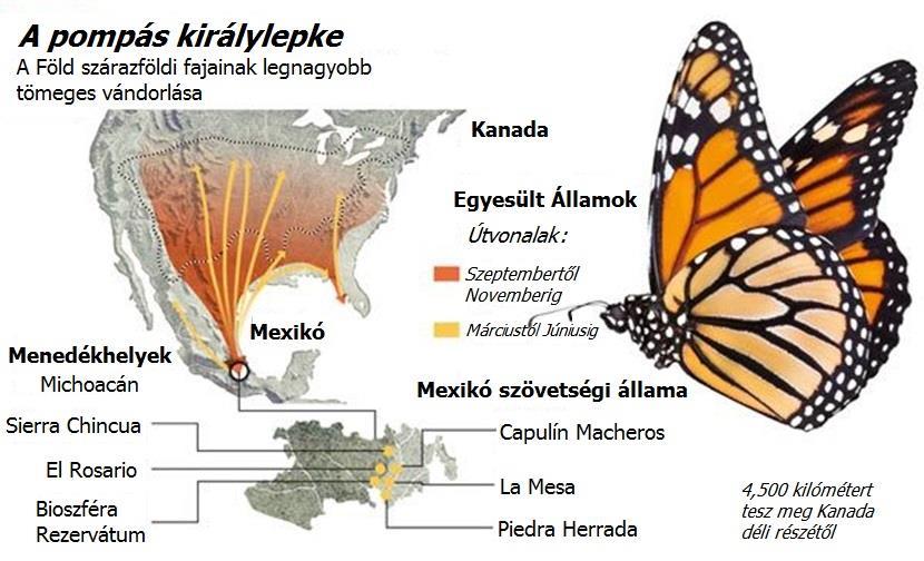 Kezdjünk együtt új kalandba! Számítunk rátok! Látogass el a Milenio Csoport oldalára, ha többet szeretnél megtudni a pompás királylepkéről! http://www.milenio.