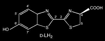 történik a reakció: luciferin oxoluciferin Enzim (fehérje):