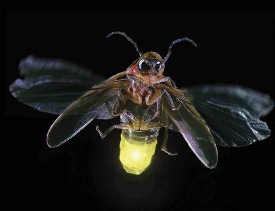 Biolumineszcencia