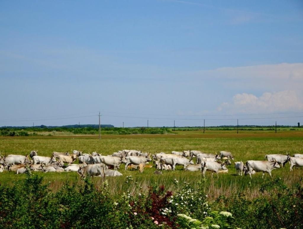 BEÉPÍTÉSRE NEM SZÁNT TERÜLET - KÜLTERÜLET Az Alföldi nagyhatárú települések között is kitűnik Kunmadaras külterülete a maga 153,55km 2 területével.