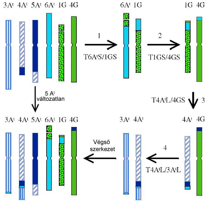 3. ábra Fajspecifikus kromoszóma-átrendeződések a Triticum timopheevii A t (kék árnyalatai) és G (zöld árnyalatai) genomjában (Rodríguez et al. 2000 nyomán) A T.