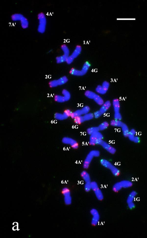 próbák mennyiségének finomhangolása után a 4. vizsgálatban már kontrasztosan elkülöníthető A t és G kromoszómákat tudtunk azonosítani a T.