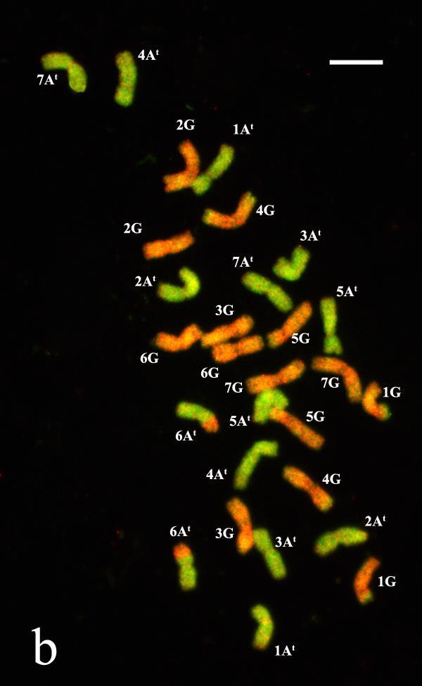 rubiginosum MVGB845 genotípus mitotikus kromoszómáinak jelölt repetitív DNS szekvenciákkal (a), illetve teljes genomi DNS próbákkal (b) készített FISH (a) és mcgish (b) mintázata.