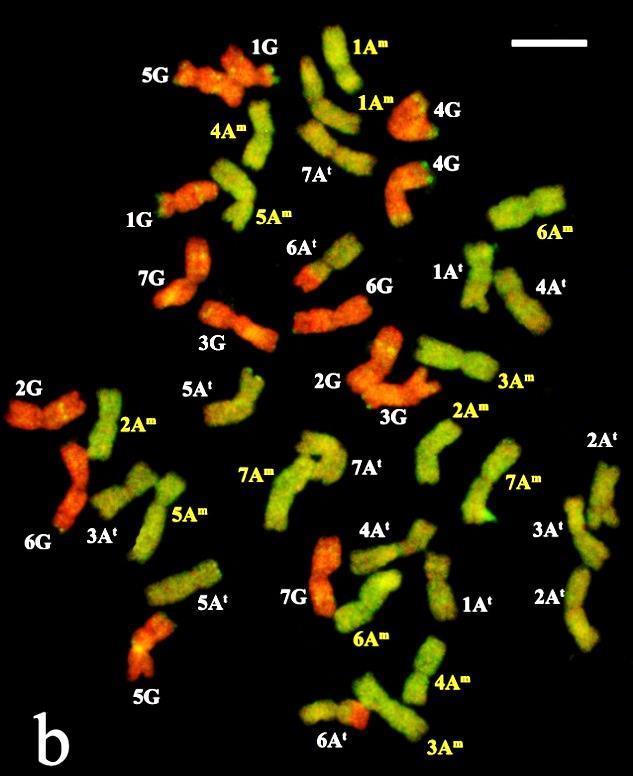 A szintetikus amfiploid szülő genotípusaira kidolgozott FISH módszerrel kimutattuk, hogy a szelektált T.