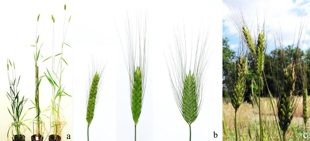 A kétéves szántóföldi kísérletben a Triticum timococcum a legtöbb vizsgált tulajdonságban szignifikánsan eltért a szülői genotípusoktól.