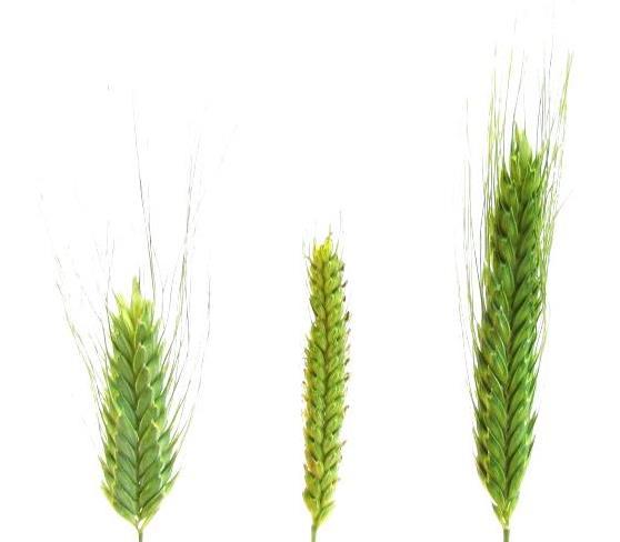 ábra Triticum timopheevii MVGB845 (bal), T. monococcum 1T-1 (közép) és T.