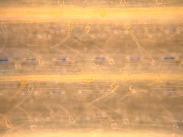 rubiginosum MVGB845 (b; B) és a hexaploid Triticum timococcum (c; C)