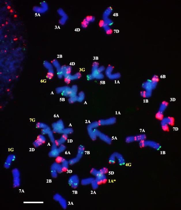 a b 21. ábra Triticum aestivum Mv9kr1 T. timococcum hibrid Mv9kr1 -gyel visszakeresztezett BC 1 (a) és BC 2 (b) utódjainak kromoszómái fluoreszcens in situ hibridizációval vizsgálva, psc119.