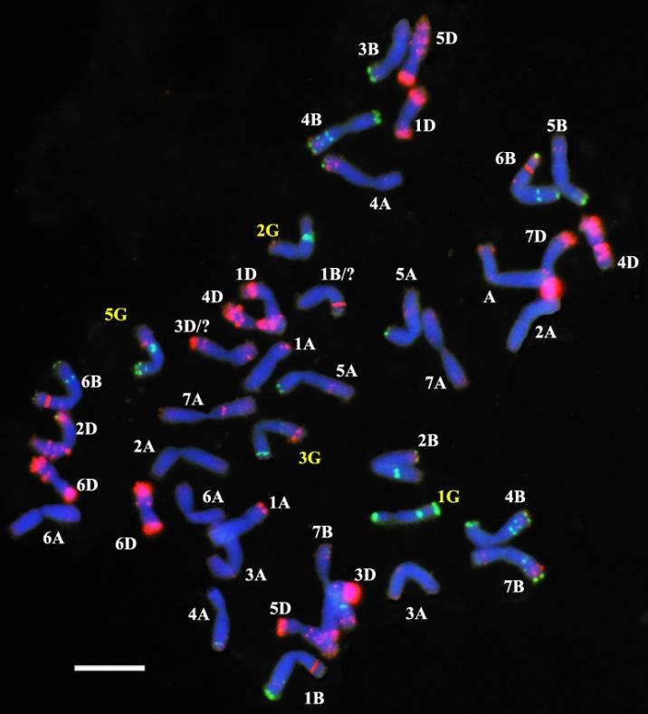 timococcum kromoszómák sárgával és nyíllal jelölve (Skála = 10 μm) A BC 1 növények Mv9kr1 -gyel történt keresztezése eredményeként a BC 2 utódok körülbelül 30%-a lett normál 42 kromoszómás, míg sok