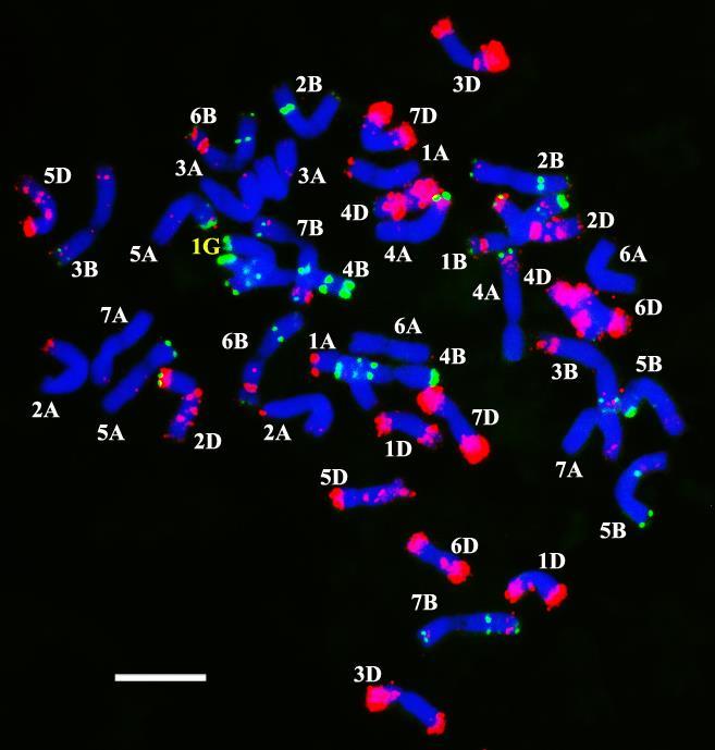 hordozó utódokat is, melyek az 1G kromoszómához hasonlóan, leginkább monoszómás szubsztitúció formájában fordultak elő. 25. ábra Triticum aestivum Mv9kr1 T.