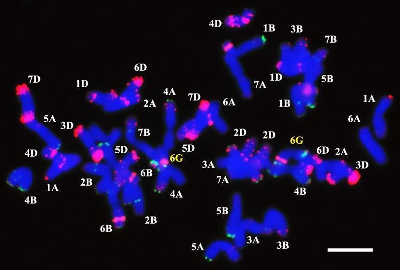 készített mitotikus kromoszómapreparátum felhasználásával, FISH technikával mindkét növényben sikerült azonosítanunk a 42 búzakromoszóma mellett 1 pár 6G kromoszómát is (28. ábra).