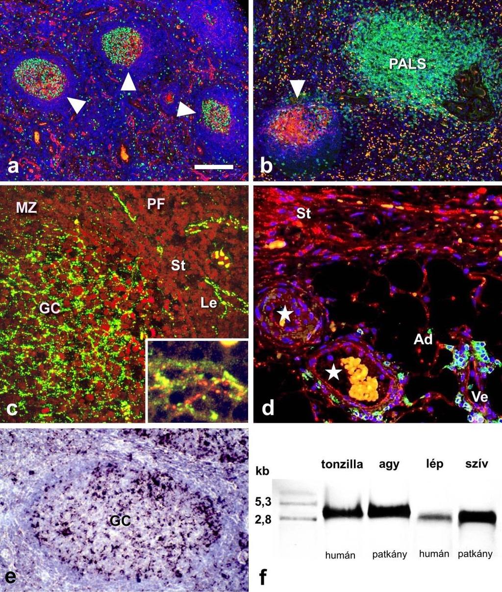 37 5. ábra. Cx43 expresszió igazolása fehérje szinten immunfluoreszcens módszerrel poliklonális (piros: a, b és d) és monoklonális (zöld:c) antitestekkel, ill.