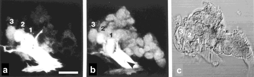 42 11. ábra. Lucifersárga festéktranszfer (a) CD19 immunfluoreszcencia (b) és differenciál interferencia kontraszt kép (c) egy 6 órás FDC-B-sejt csoportban.