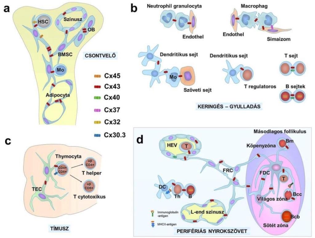 48 infiltrátumaiban a CD21 negatív, de LNGFR pozitív stromasejt hiperplázia területein is emelkedett Cx43 szinteket találtunk alacsonyabb FL B-sejt proliferáció és tumor grade mellett, mint a