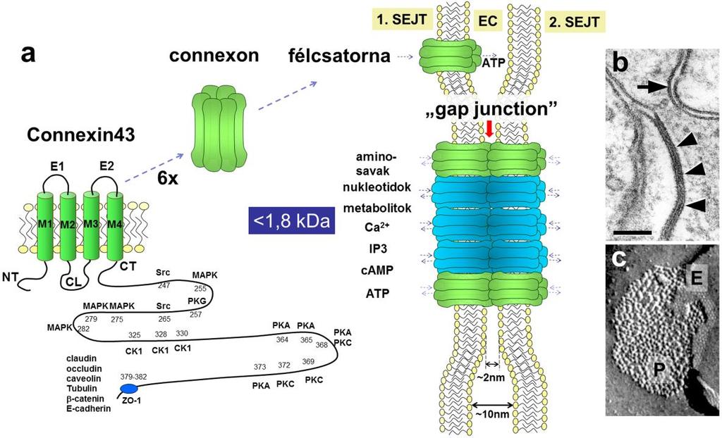 5 1. ábra. A connexin43 molekula, a connexon félcsatornák és a gap junction sejtmembrán direkt sejt-sejt kommunikációs csatornák felépítése.