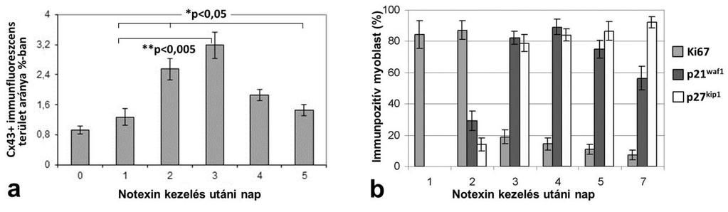 4 nap után (g-i):sok myoblast többmagvú myotubulusokká fúzionált (g, nyílhegy), melyekben kontraktilis rostok is megjelentek (nyilak+betéti kép) (h); A myotubulusok alig, vagy nem képeznek Cx43