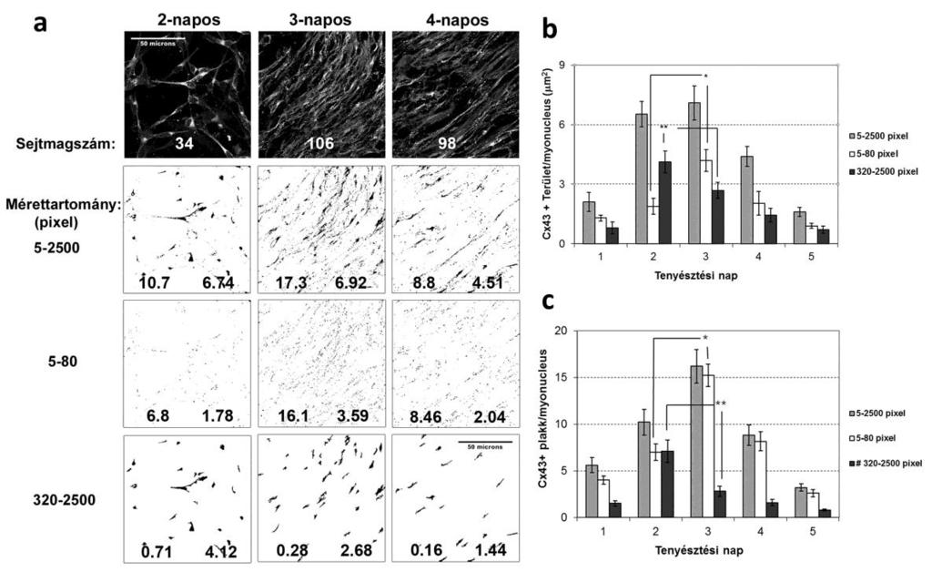 70 26. ábra. A Cx43 immunpozititás mennyiségi analízise szubcelluláris lokalizáció szerint, differenciálódó primer myoblast tenyészetben.