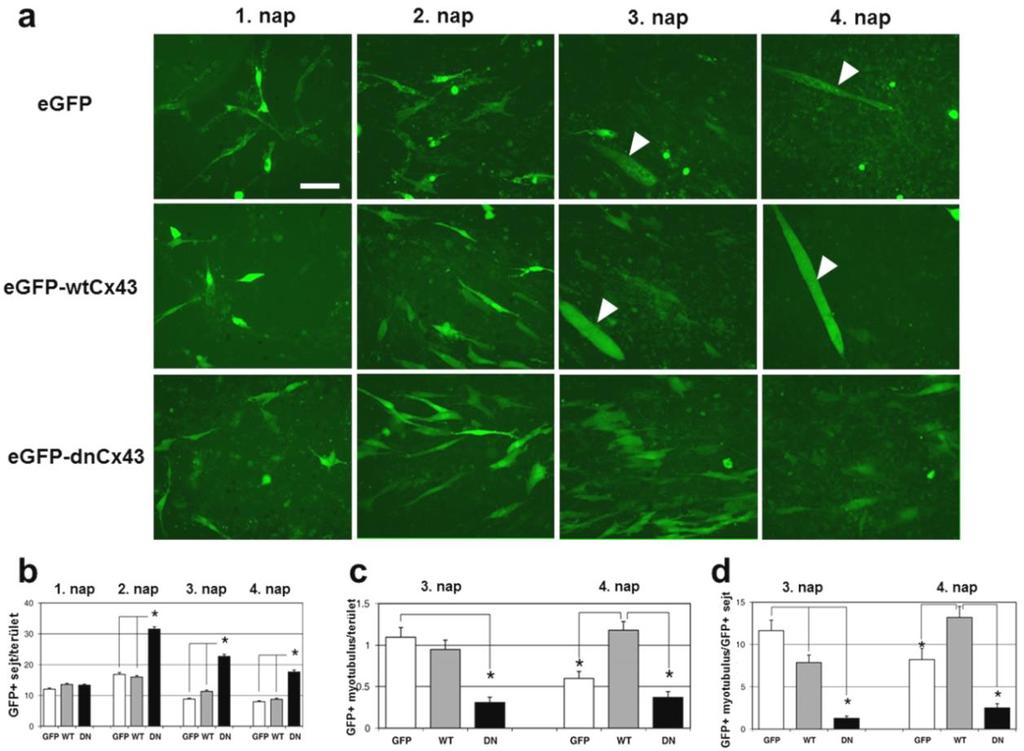 72 fejezte ki a zöld fluoreszkáló fehérjét. Hasonló hatékonyságú volt a másik két konstrukció beépülése is.