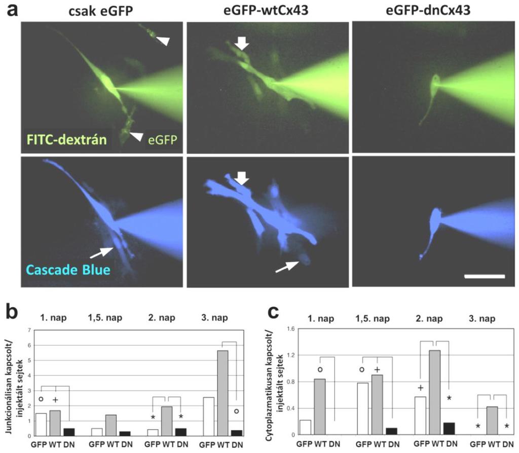 73 Három nappal a transzfekció után szignifikánsan nagyobb számban képződött myotubulus mind a GFP, mind a WT tenyészetekben, a DN tenyészetekhez képest (29c. ábra).
