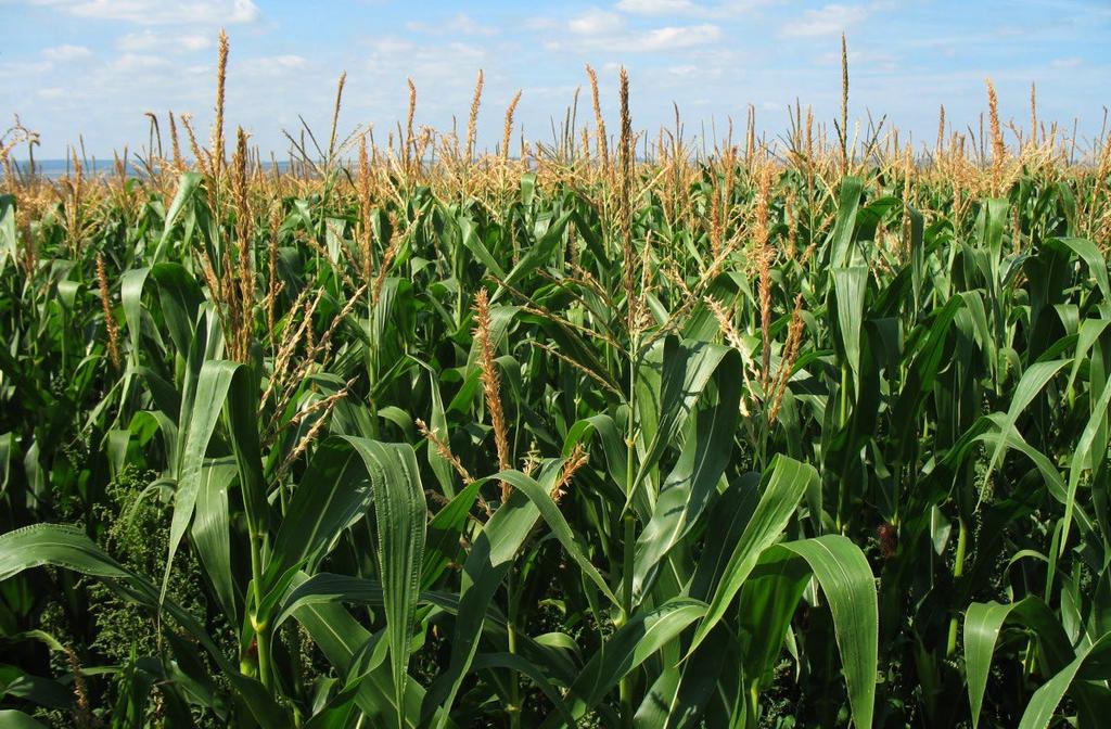 3.2. Kukorica (Zea mays) N 20 P 2 O 5 11 K 2 O 18 CaO 8 MgO 4 A kukorica termesztési adatai A kukorica igen magas fajlagos nitrogén és kálium igénnyel rendelkezik.