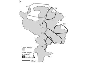 . Stone martens (Martes foina) and cars: investigation of a common human wildlife conflict Eur J Wildl Res (2009) 55:471 477 13 városban élő nyestet jelöltek meg rádióadóval Két