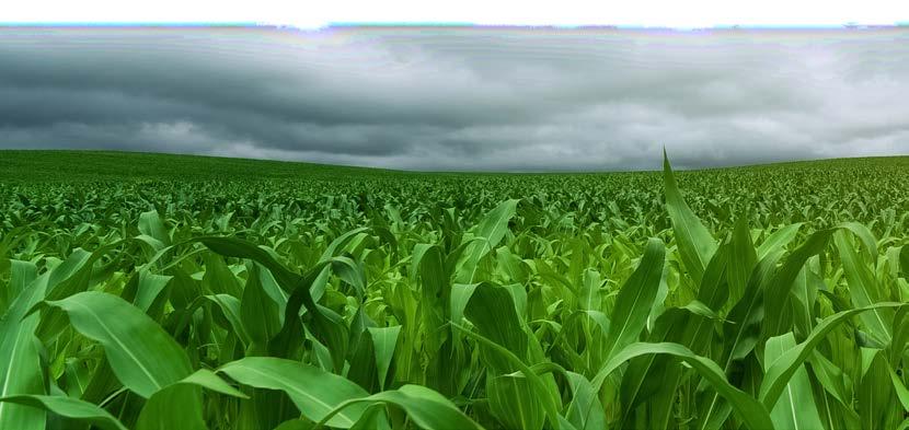 Szemléletváltás a kukorica termesztésében Az elmúlt évek időjárásának hektikussága nagyban rányomta bélyegét a mezőgazdasági termelésünkre.