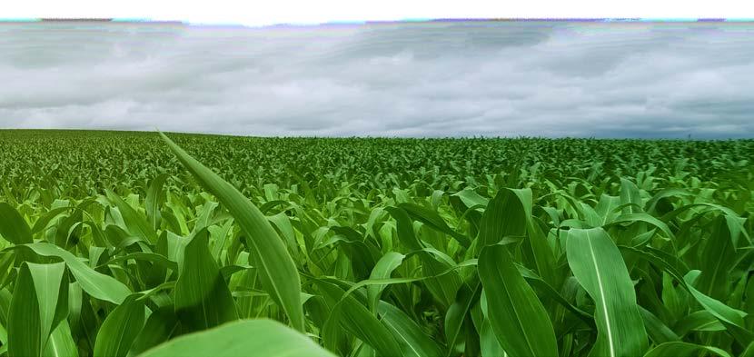 Biztonságosan magasabb termés A Quilt Xcel és az Ampligo lehetőséget nyújtanak a kukorica termeszthetőségének biztonságosabbá és