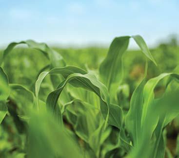 Ismerje meg a bőség zavarát! Kukorica gombaölő szer kedvező élettani hatással. A Quilt Xcel új dimenzió a kukorica termesztésében.