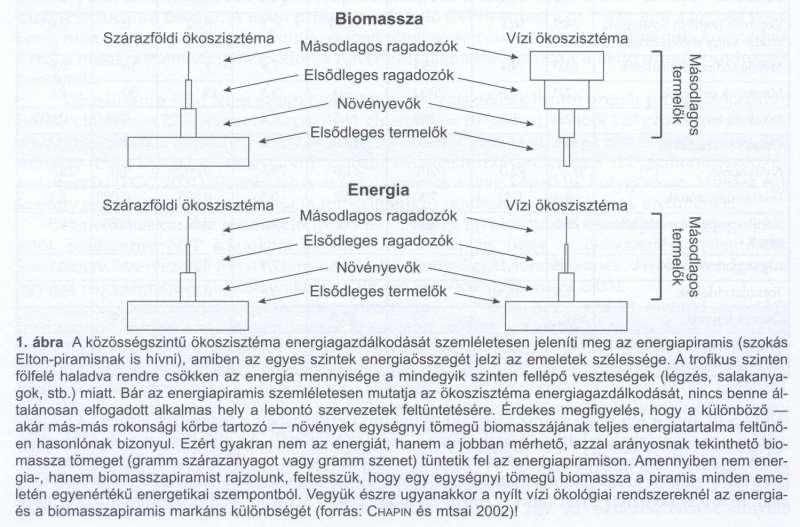 - Az ökológiai rendszerek folyamatos energia bevétel által fenntartott nyílt rendszer - A tápláléklánc hossza nem lehet korlátlan.