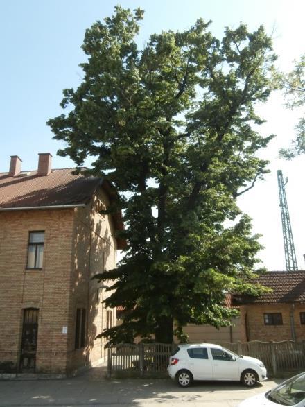 platánfa Cserői állomás 387/7 hrsz.