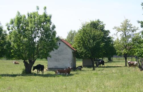 A meglévő tanyák terepszintje kialakult. 8.5.4.