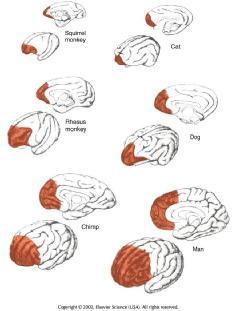 5. Tükörneuronok