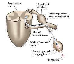 Vegetative Reflex: Parasympathetic S2-S4 No