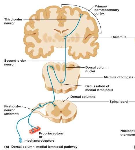 köteg-lemniscus medialis